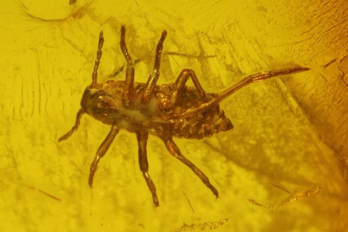 Fossil Springtail (Collembola) & Aphid (Sternorrhyncha) in Amber